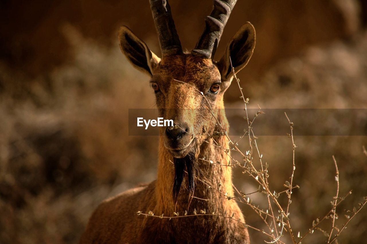 Portrait of antelope on field