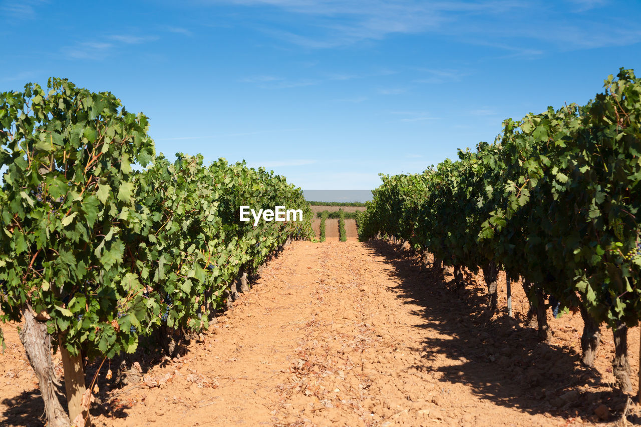 agriculture, plant, field, food and drink, landscape, nature, sky, land, food, growth, soil, vineyard, fruit, rural scene, crop, tree, in a row, environment, healthy eating, farm, plantation, no people, scenics - nature, the way forward, green, vine, wine, dirt, outdoors, cloud, sunlight, winemaking, grape, day, diminishing perspective, blue, footpath, produce, alcohol, leaf, beauty in nature, road, plant part, cultivated, winery, refreshment, freshness, dirt road, orchard, drink