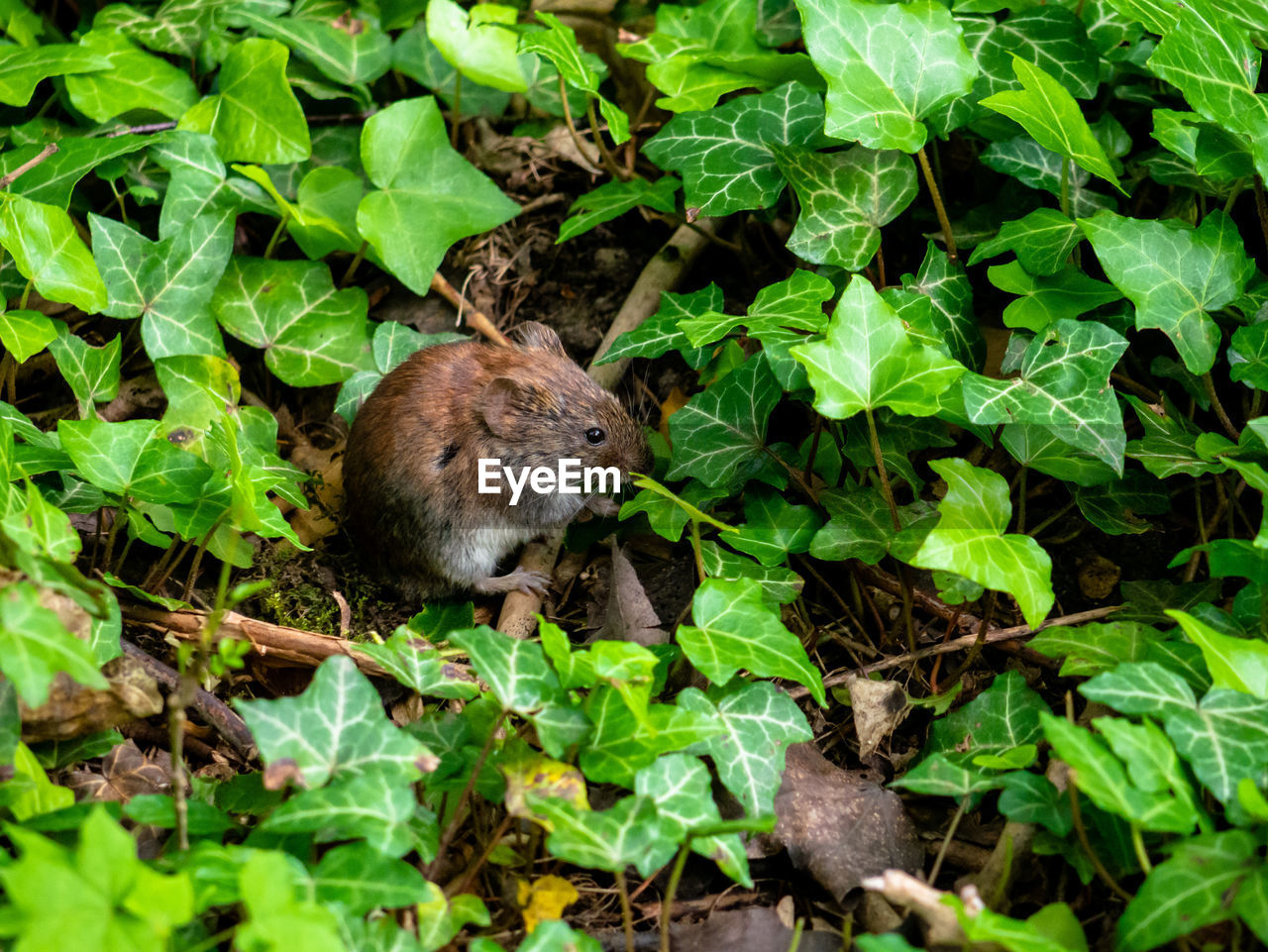 High angle view of mouse on plants in forest