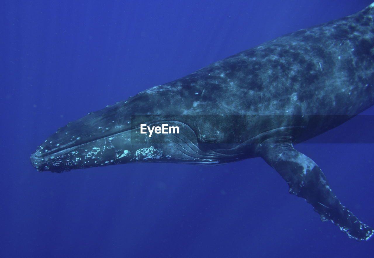 Snorkeling with a humpback whale at vava'u, tonga
