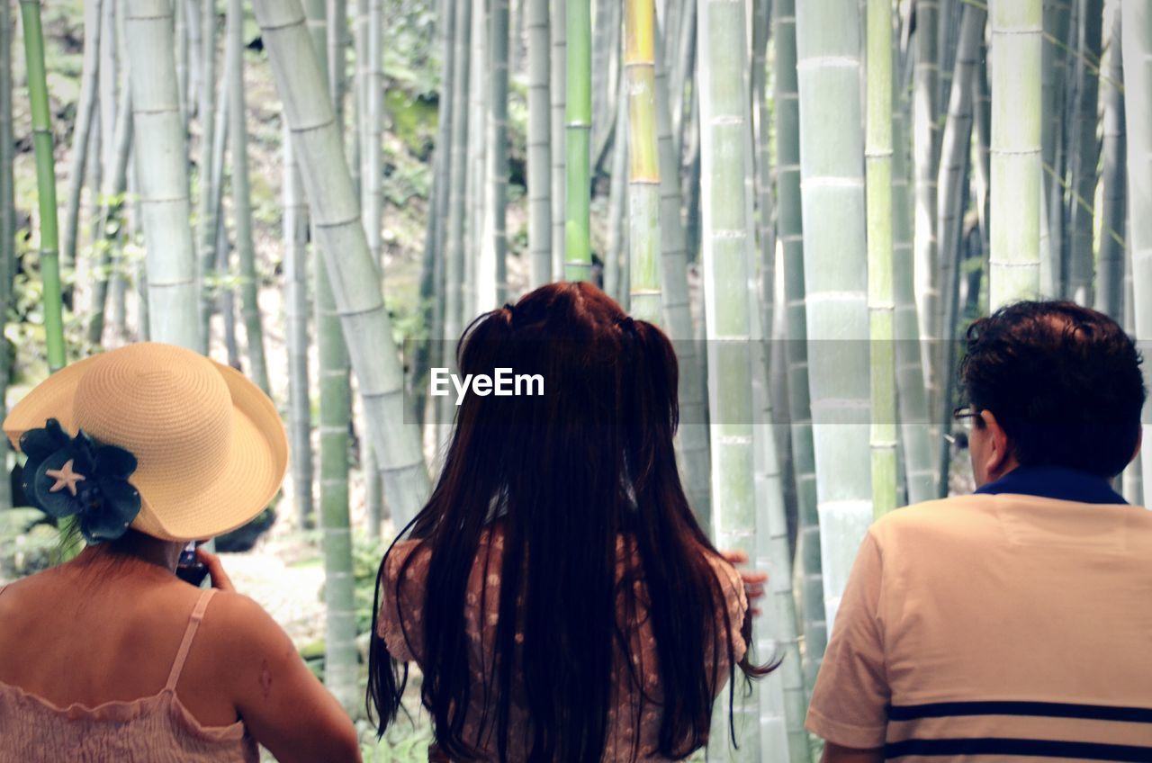Rear view of people looking at bamboo grove