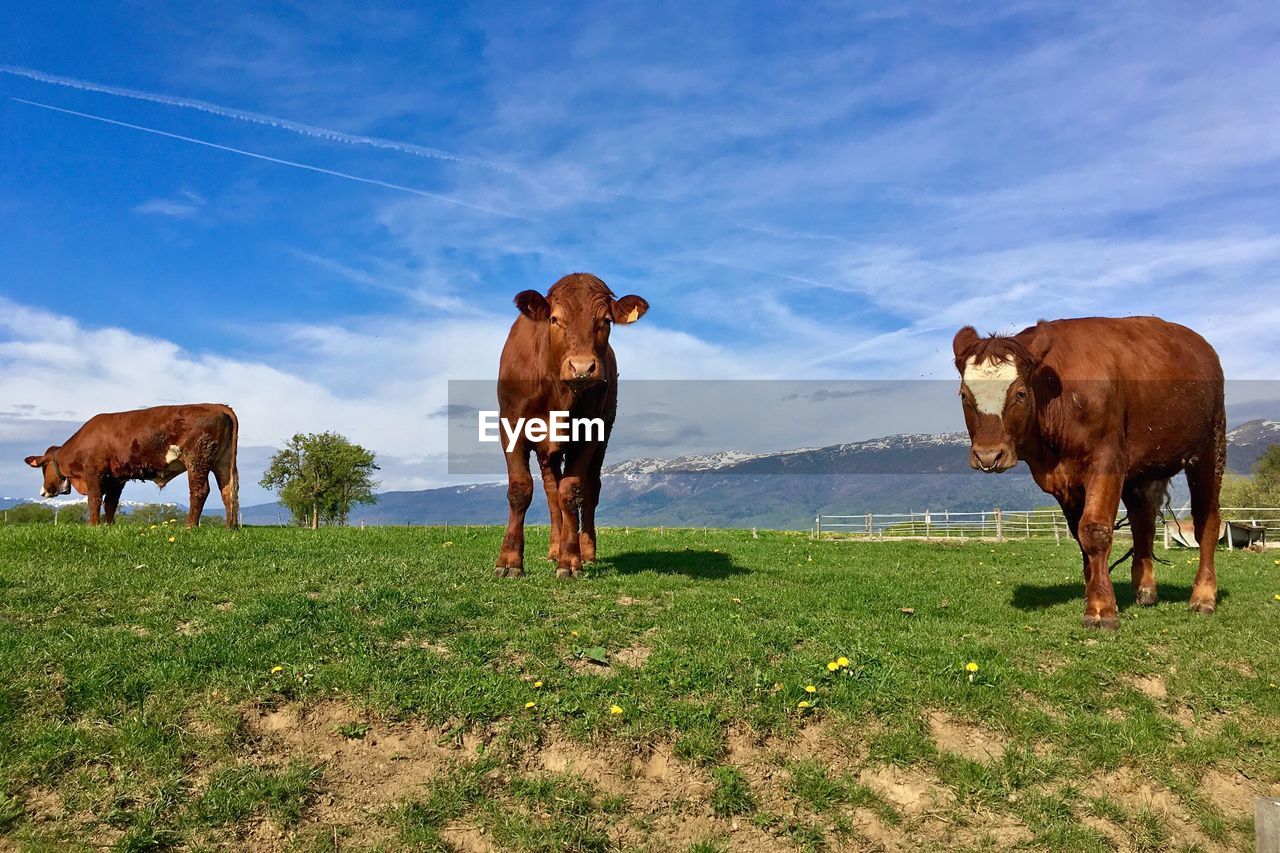 COWS GRAZING IN FIELD