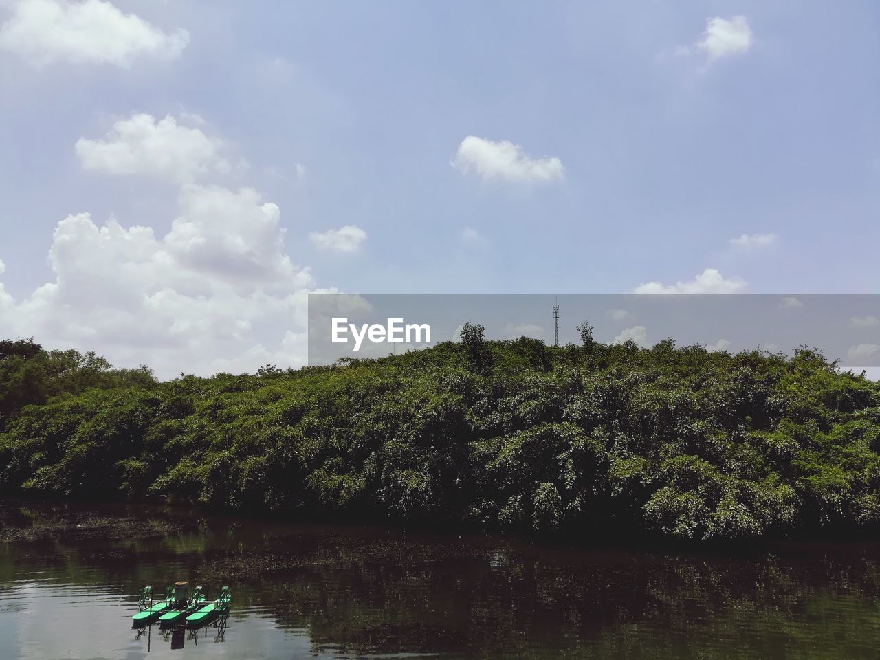 PLANTS BY LAKE AGAINST SKY