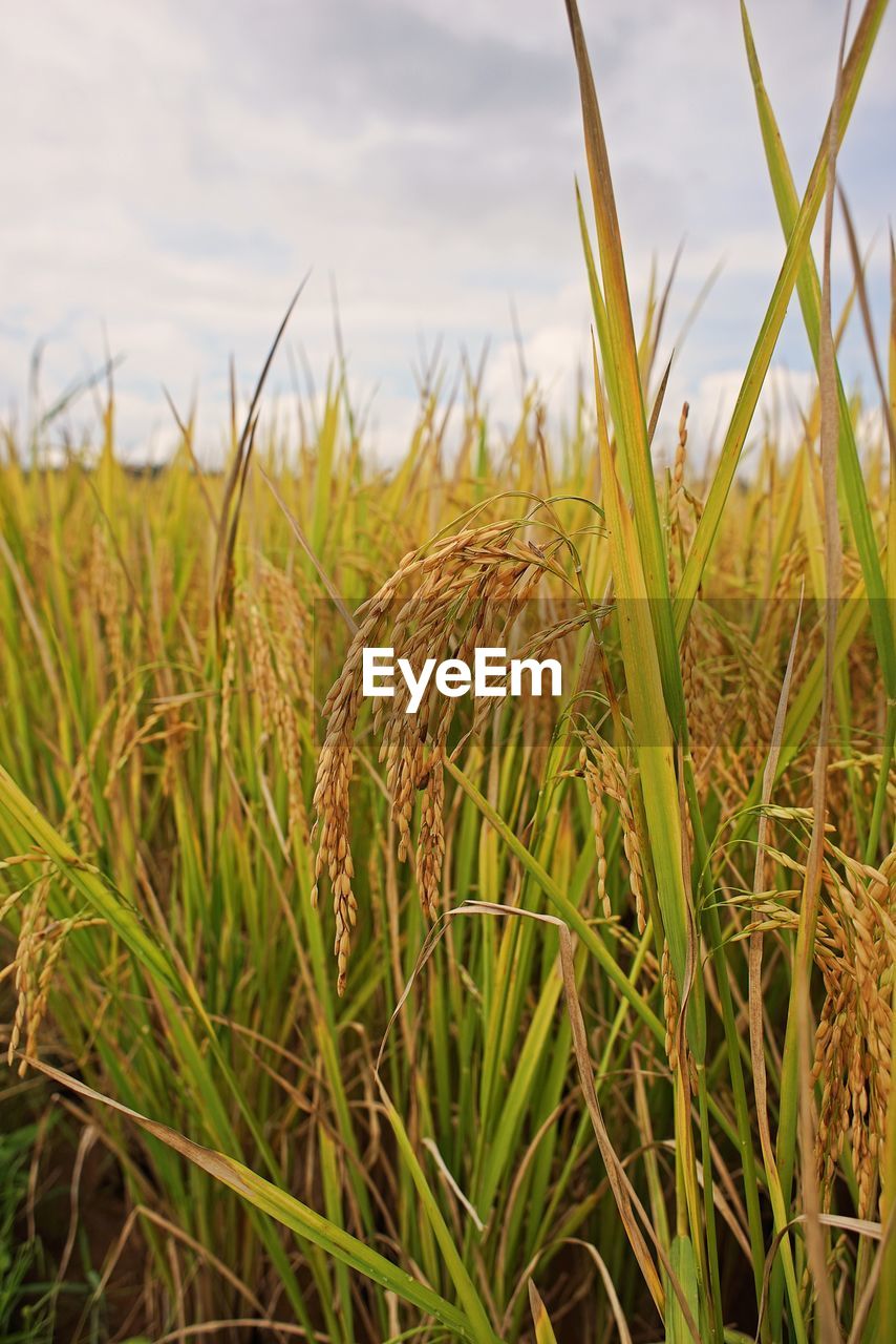 Close-up of crops growing on field against sky