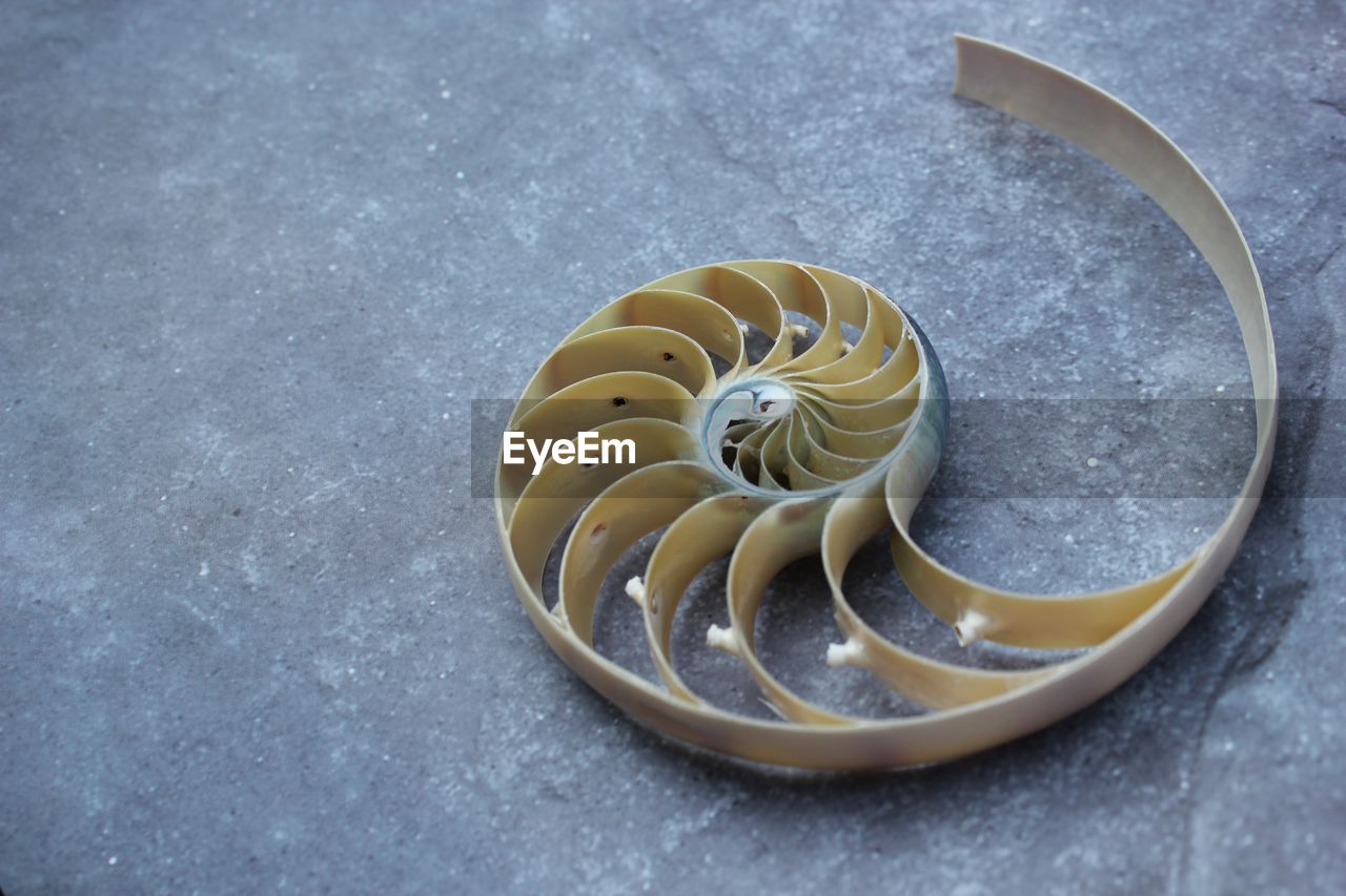 Shell nautilus pearl fibonacci sequence symmetry cross section spiral structure golden ratio 