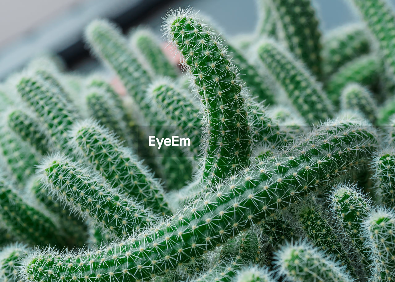 Close-up of cactus plant