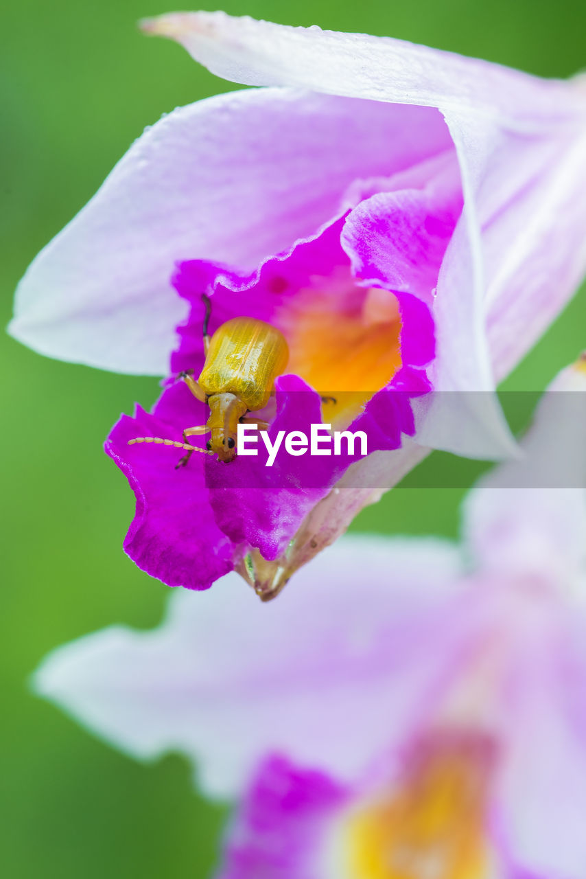 Close-up of beetle on pink orchid