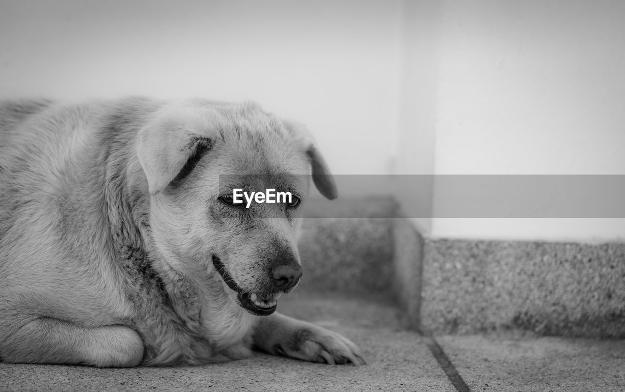 Closeup sad dog lying on concrete floor. fat dog bored for waiting owner. 