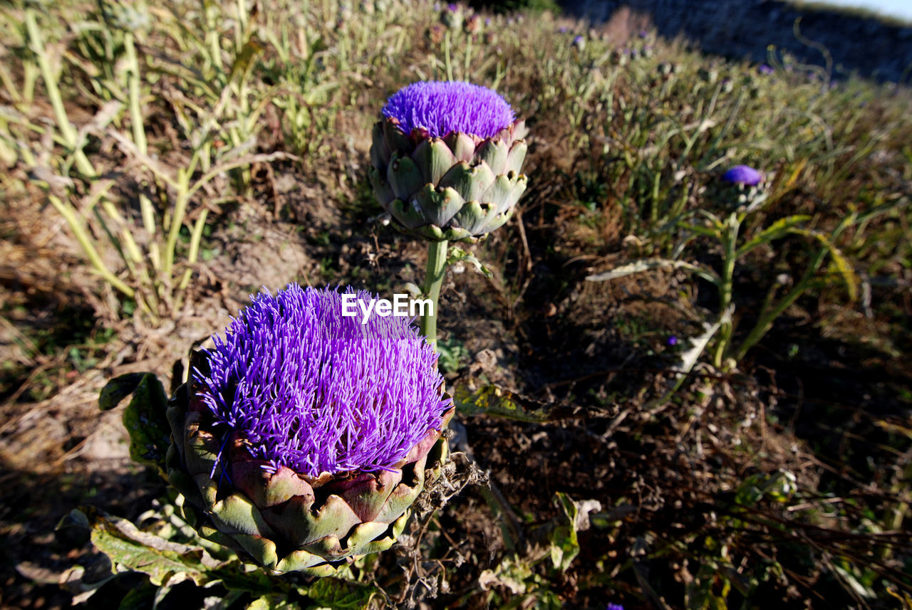 CLOSE-UP OF PURPLE THISTLE FLOWERS ON FIELD