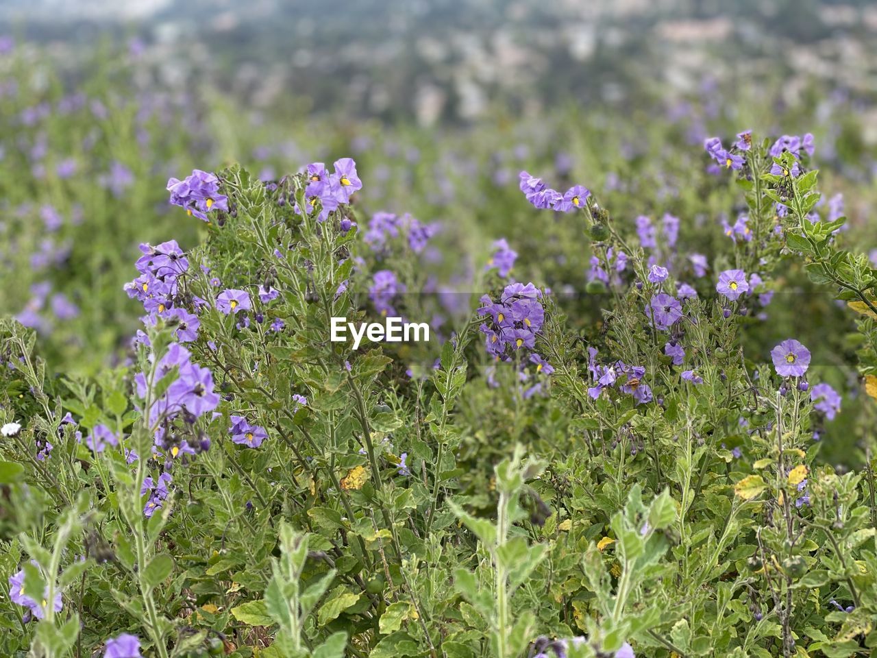 CLOSE-UP OF PURPLE FLOWERING PLANT IN FIELD