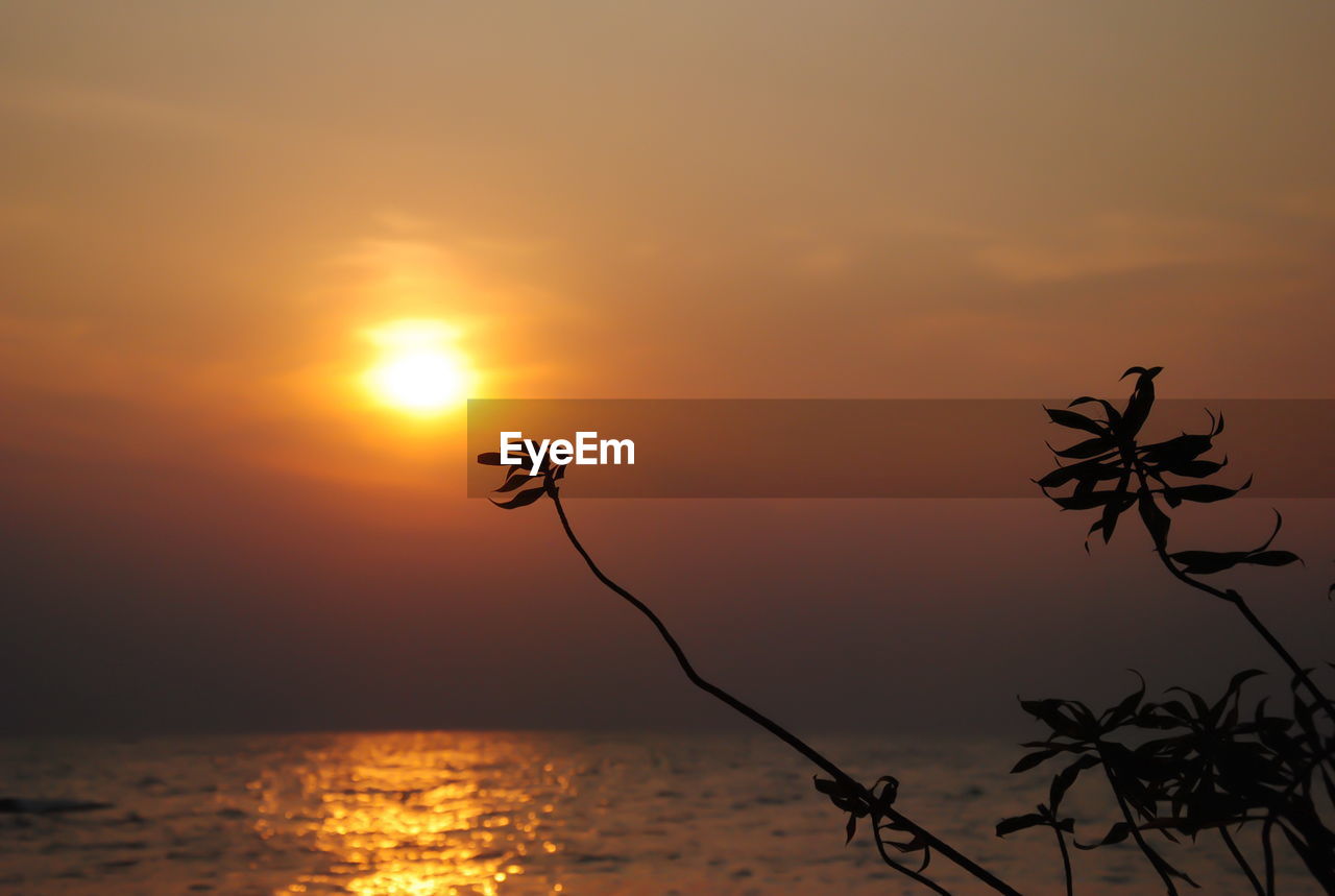 SILHOUETTE PLANT BY SEA AGAINST ORANGE SKY