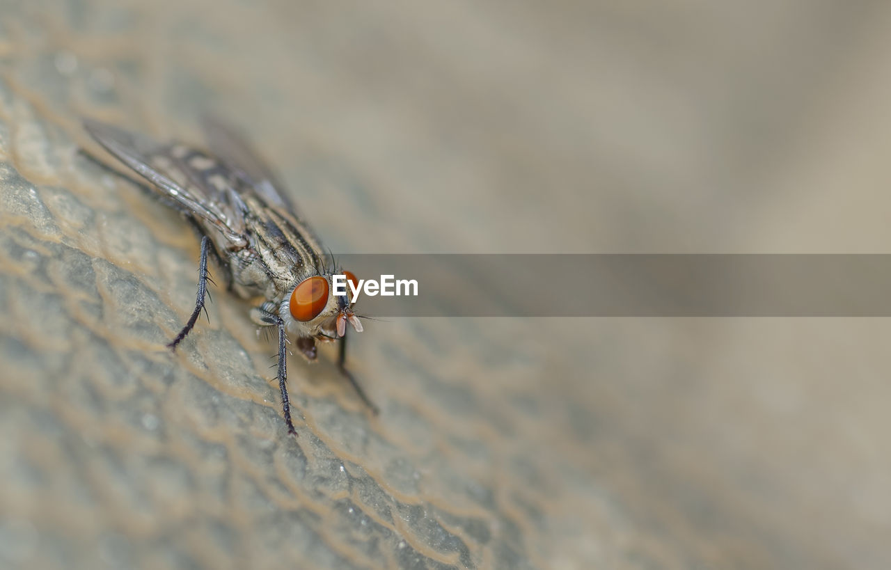 High angle view of fly on surface