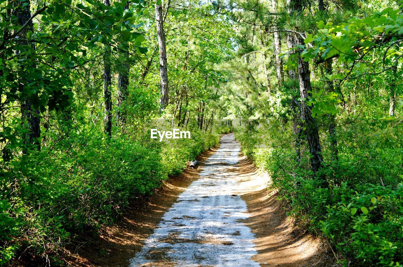 Empty footpath amidst trees in forest