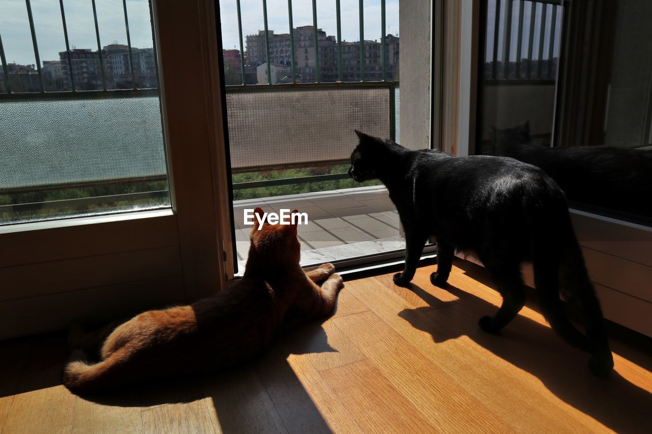 CAT SITTING ON WINDOW SILL