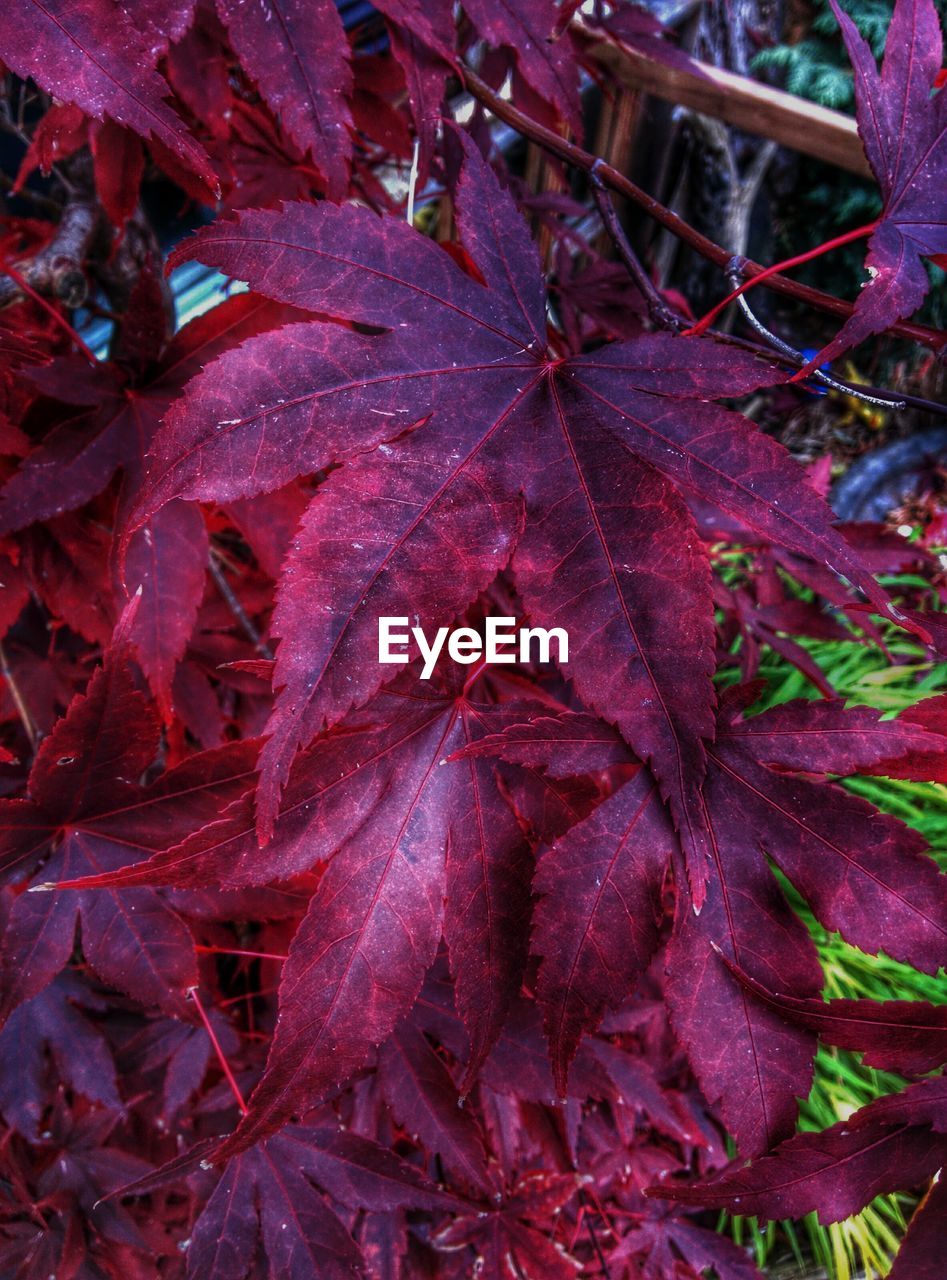 High angle view of pink plant growing in garden