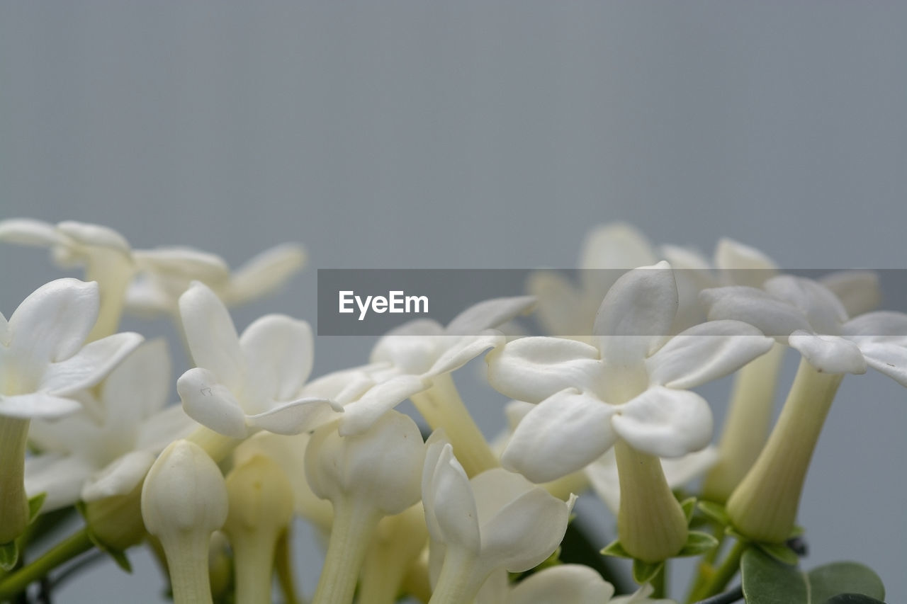 CLOSE-UP OF WHITE FLOWERS