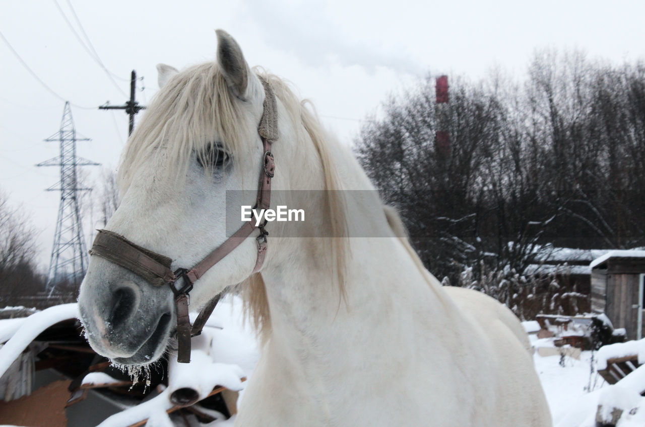 HORSE IN A SNOW