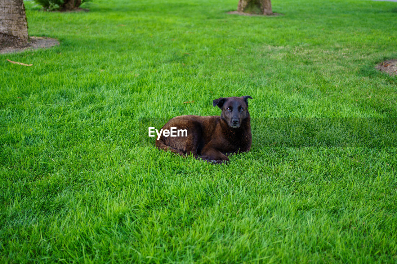 PORTRAIT OF DOG RELAXING ON FIELD