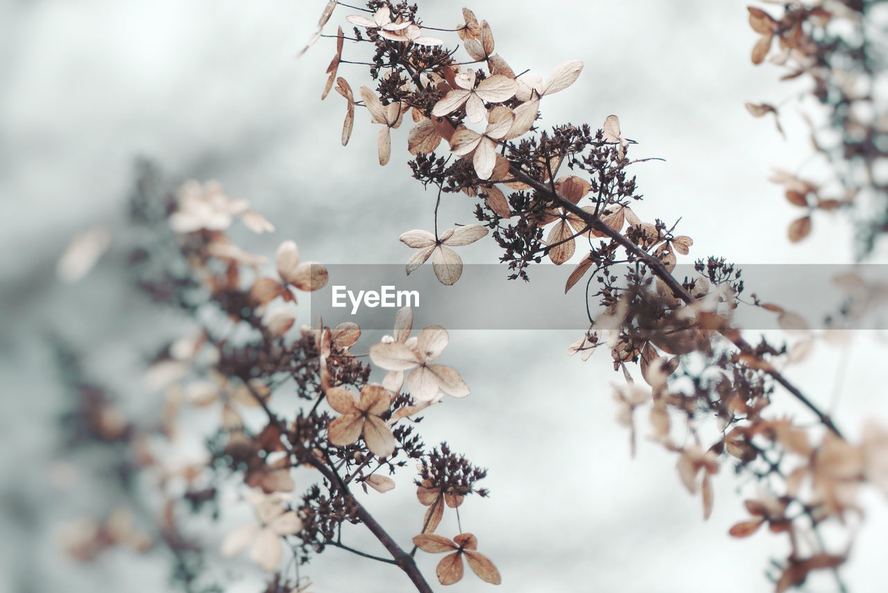 Close-up of flowers growing on branches during winter