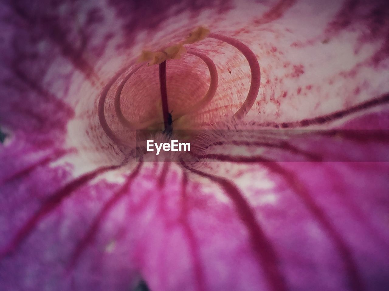 FULL FRAME SHOT OF PINK FLOWER HEAD