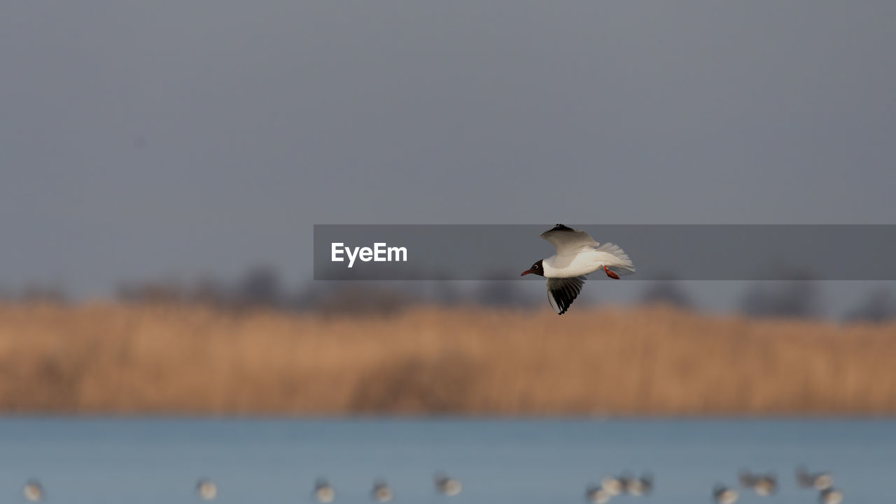 Seagulls flying against the sky