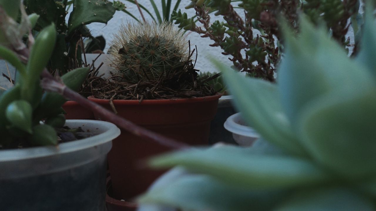 PLANT GROWING ON WALL