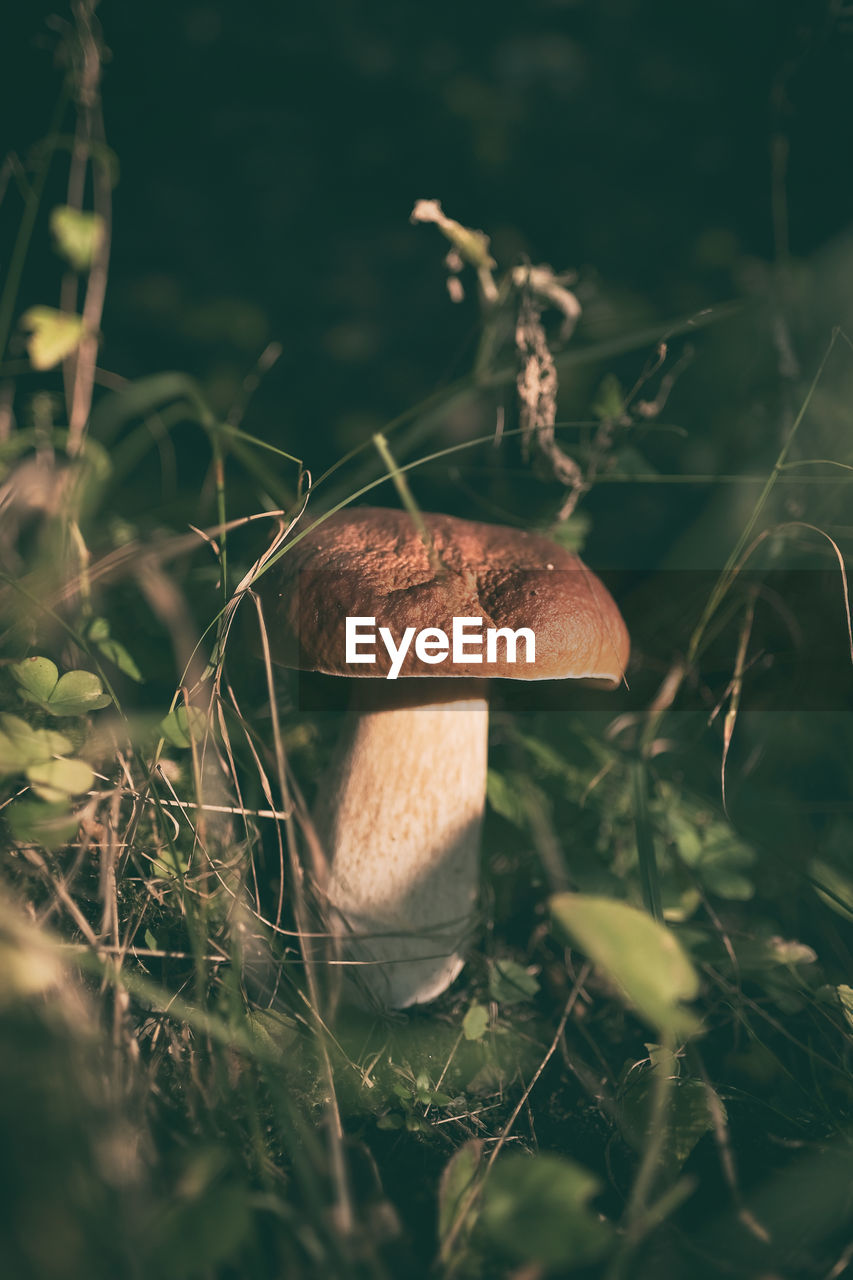 CLOSE-UP OF MUSHROOM GROWING ON LAND