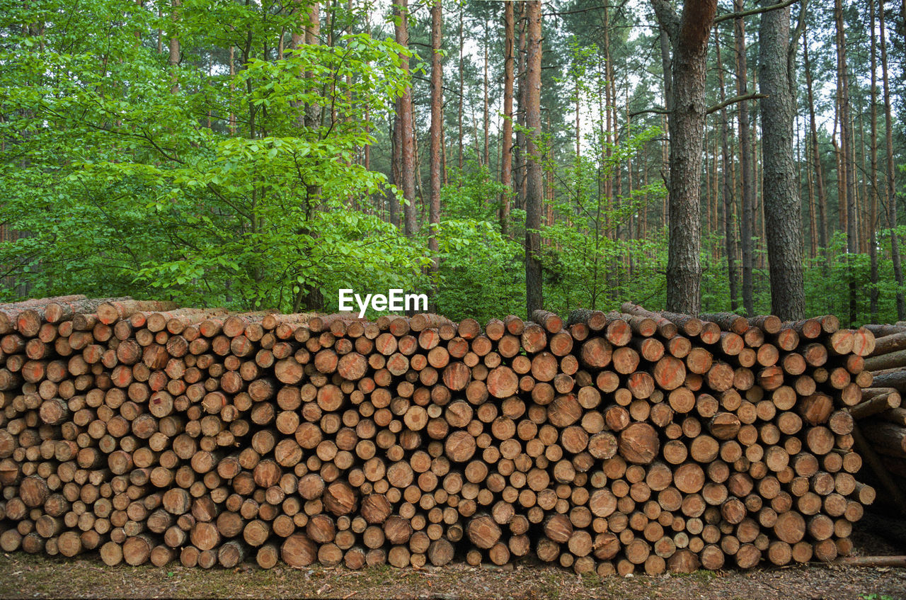 STACK OF LOGS ON TREE TRUNK IN FOREST