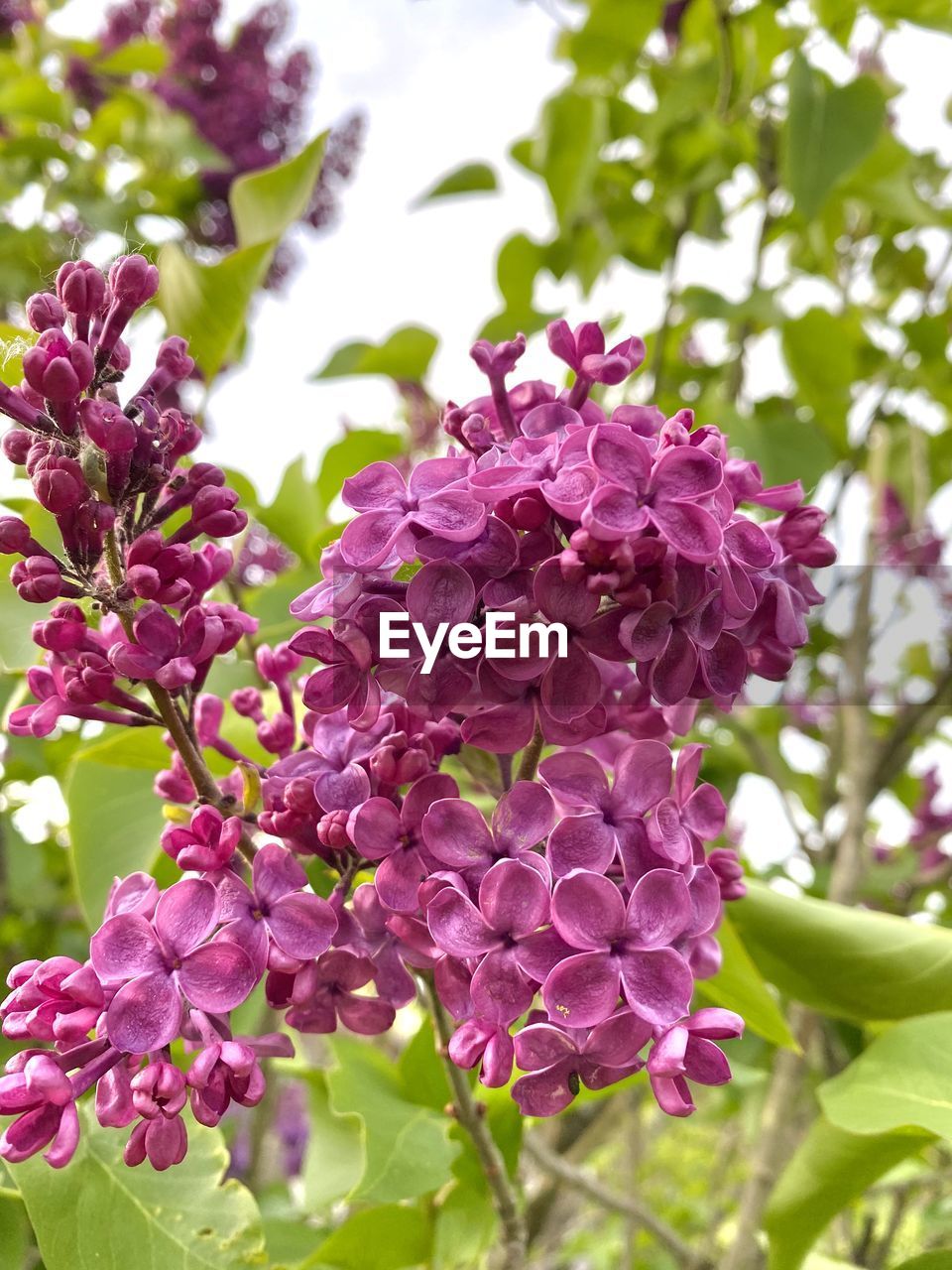 CLOSE-UP OF PINK FLOWERS ON PLANT