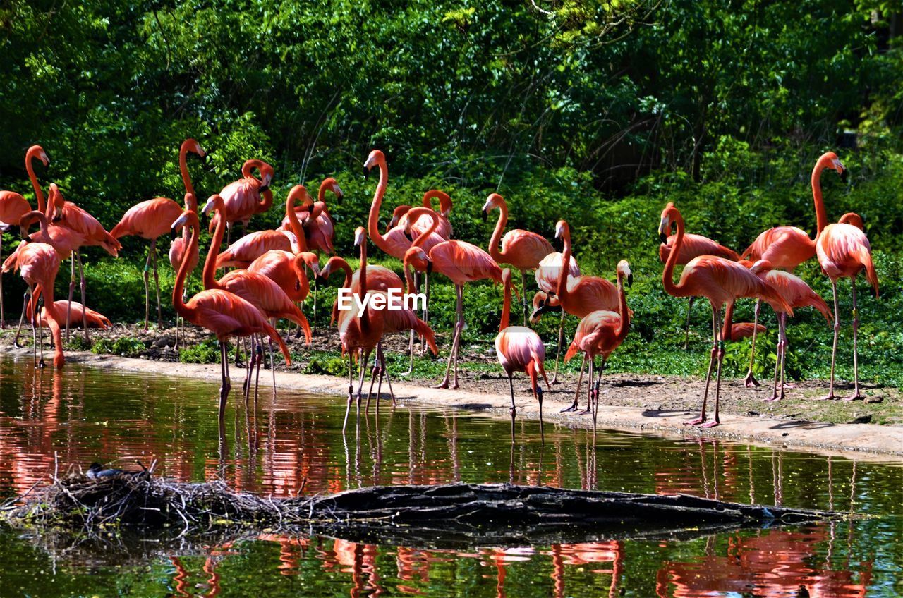 Flock of birds by the lake