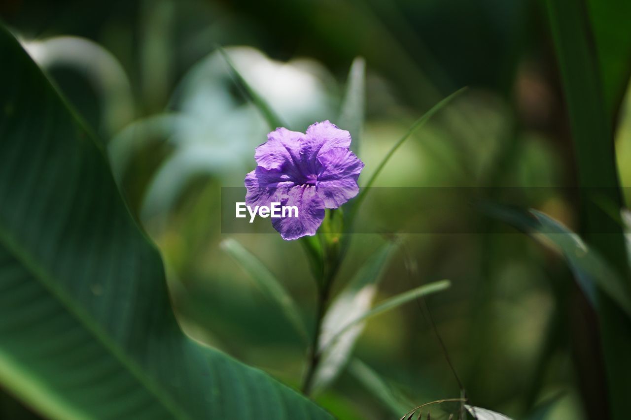 CLOSE-UP OF PINK FLOWER