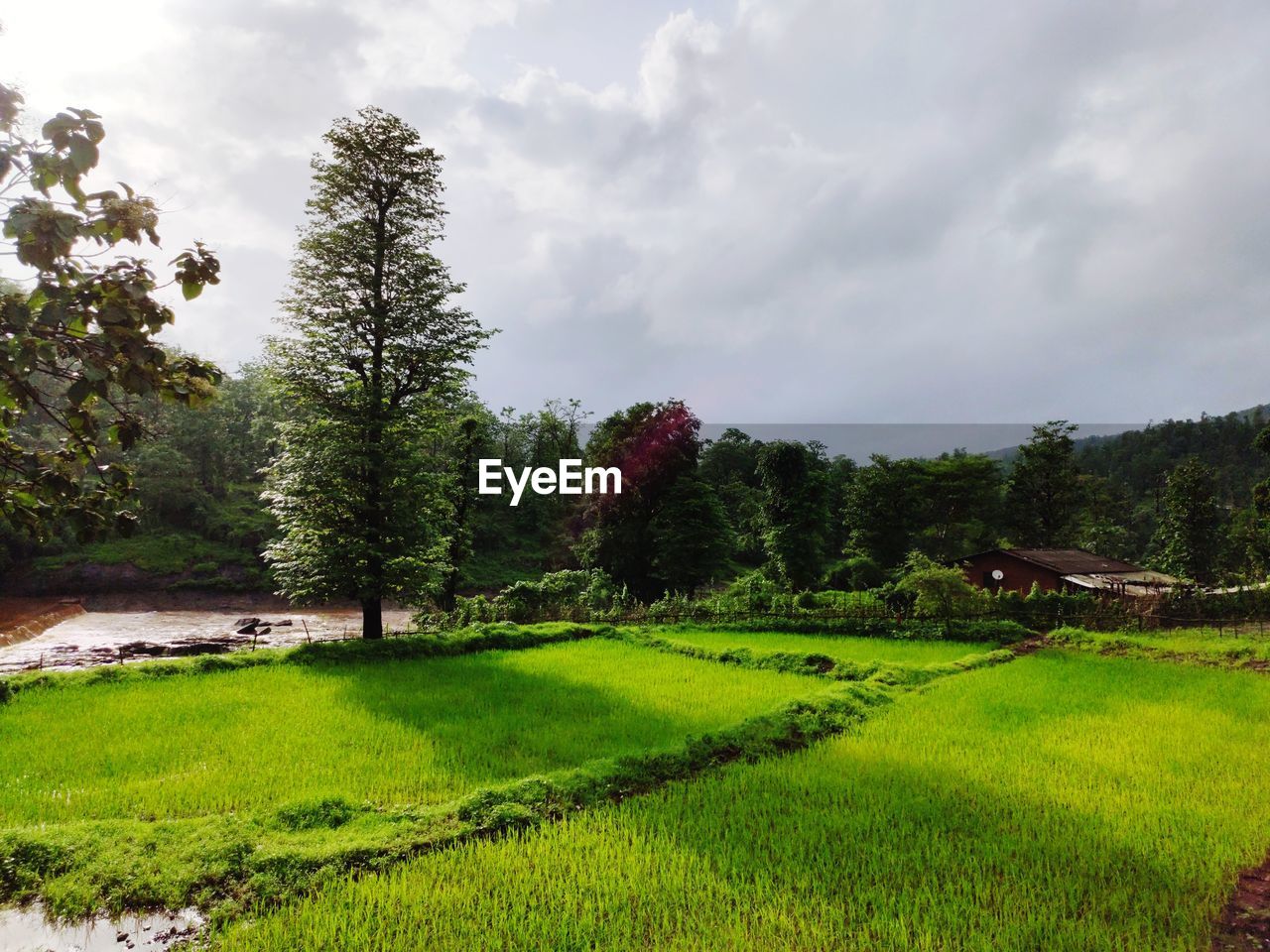 TREES GROWING ON FIELD AGAINST SKY