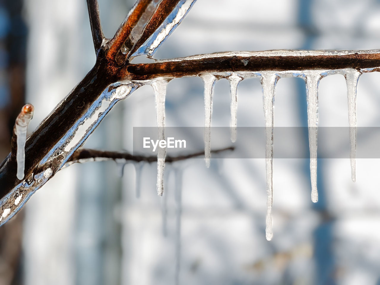 winter, snow, ice, branch, twig, close-up, cold temperature, icicle, freezing, frozen, focus on foreground, nature, no people, spring, frost, macro photography, outdoors, day, environment, selective focus, fence, water, hanging, metal