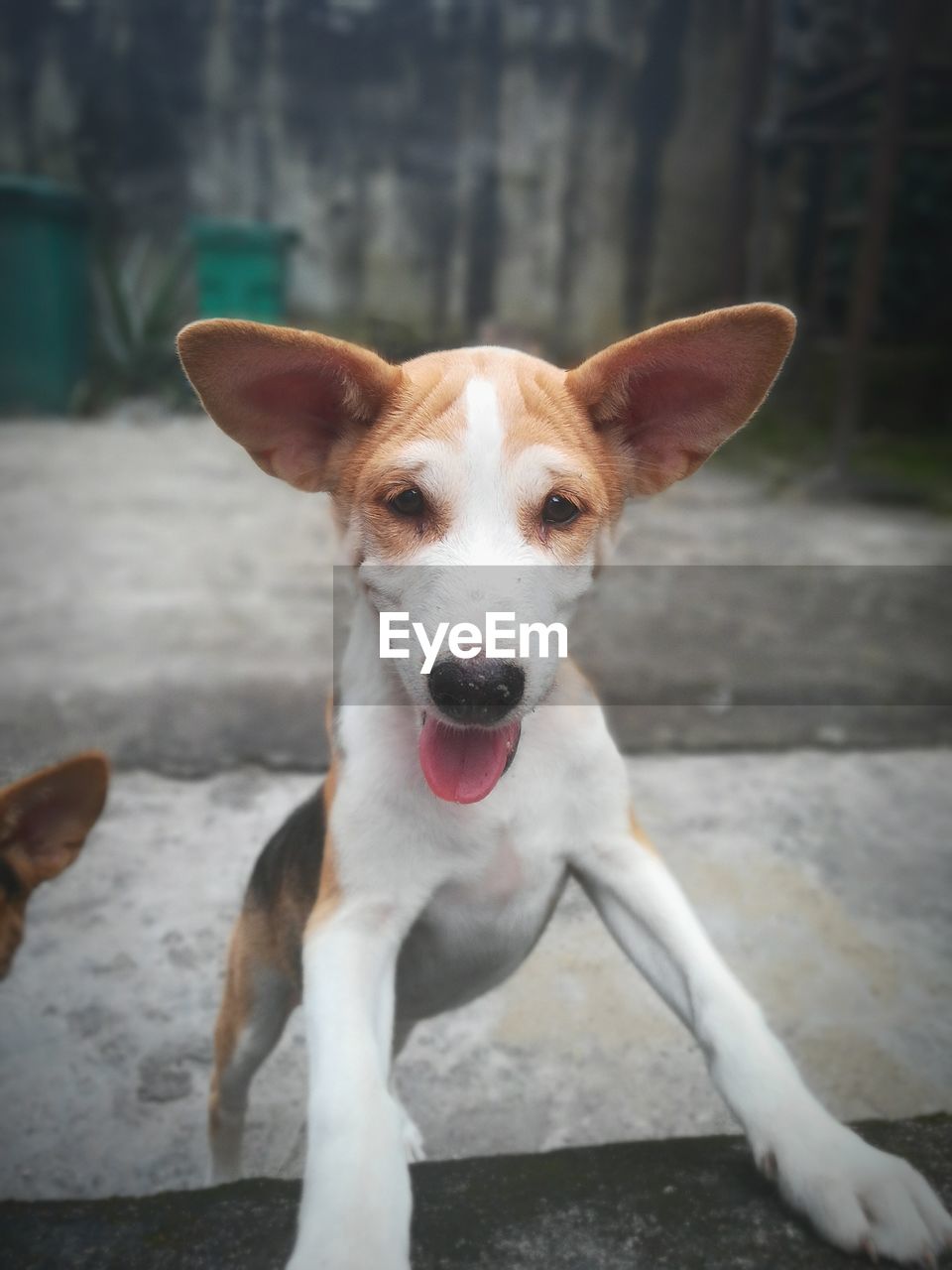 Portrait of dog sitting outdoors