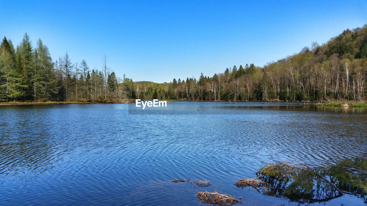 Scenic view of lake in forest against clear sky