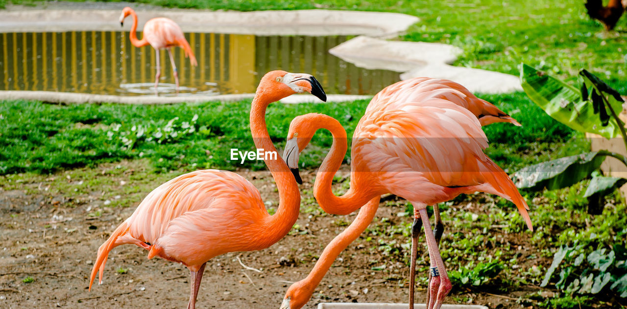 Close-up flamingoes at zoo