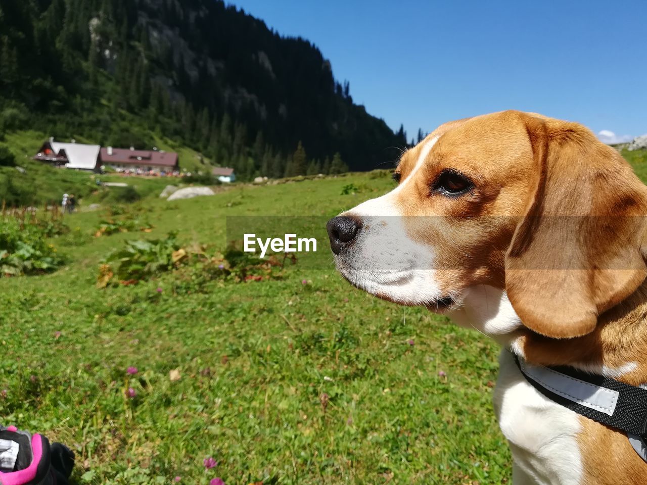 DOG LOOKING AWAY ON GRASS