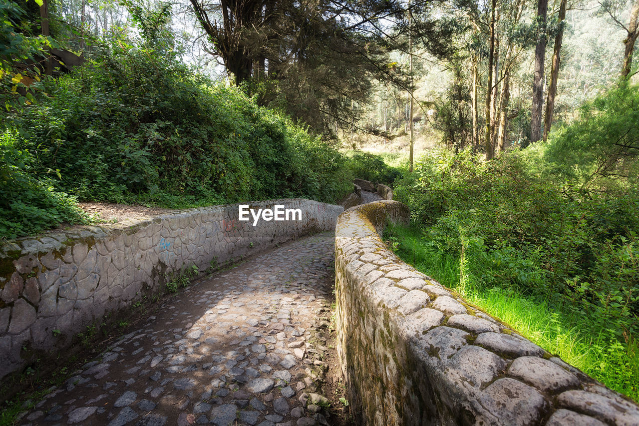 Footpath amidst trees in forest