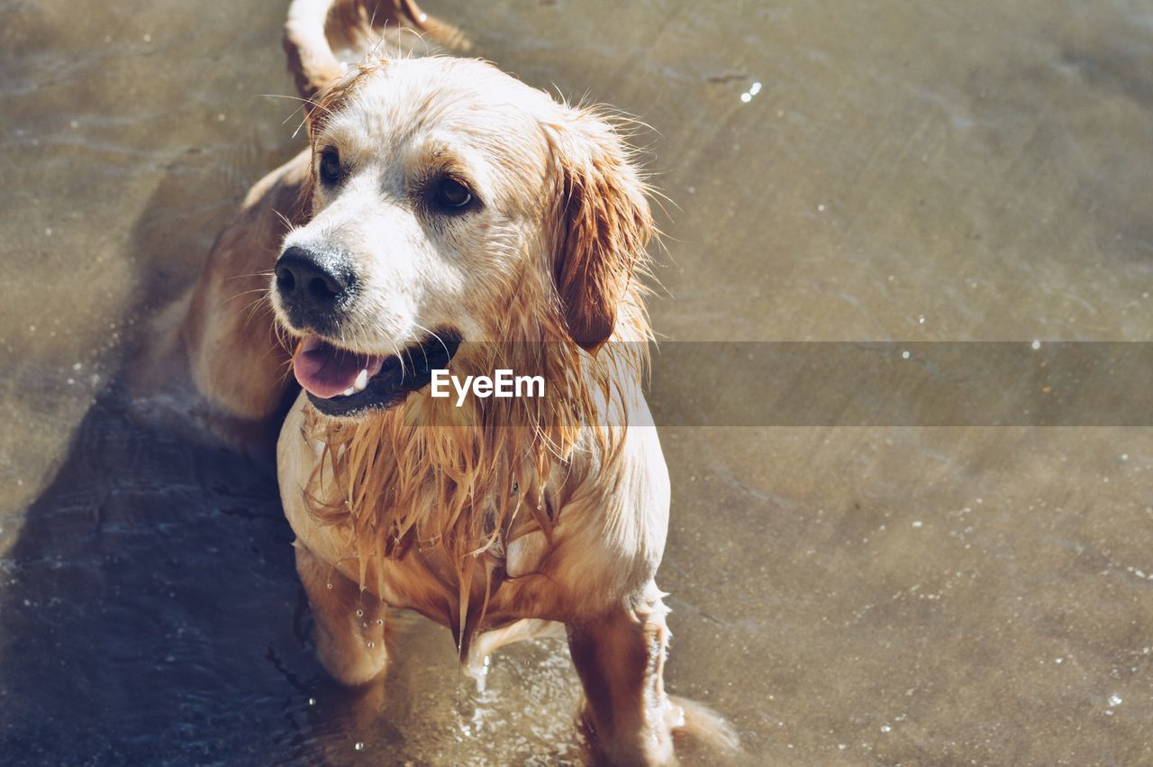 High angle view of dog in water