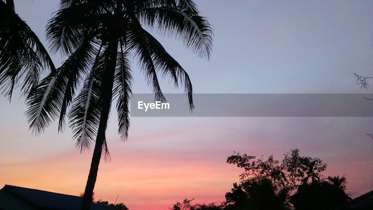 LOW ANGLE VIEW OF SILHOUETTE TREE AGAINST SKY AT SUNSET