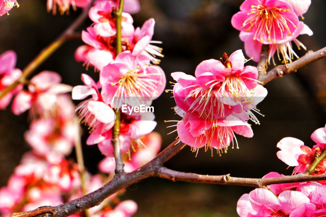 CLOSE-UP OF PINK FLOWER BLOOMING OUTDOORS