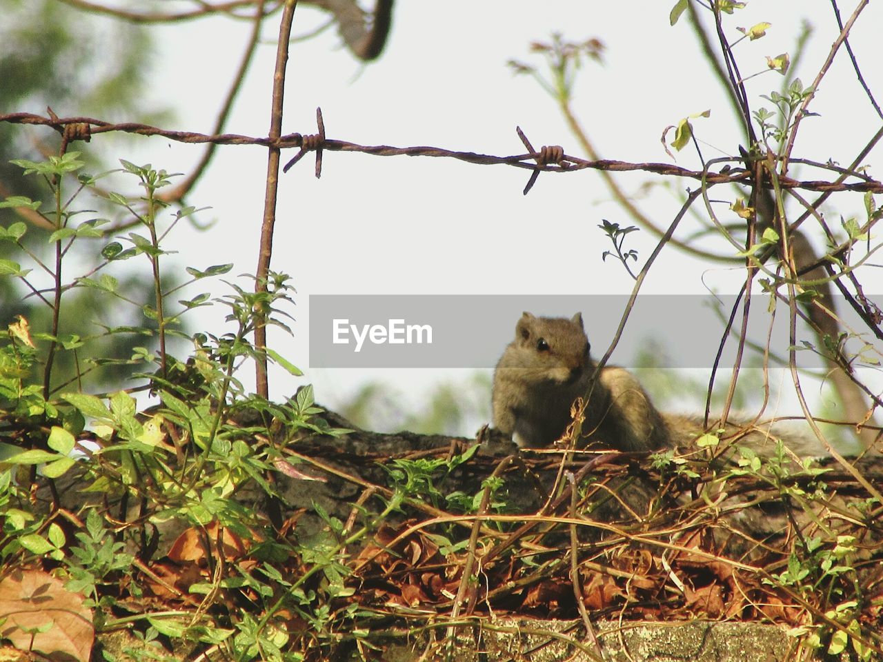 CAT SITTING ON TREE