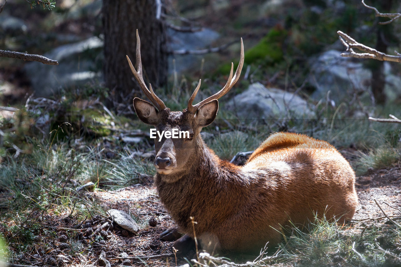 DEER BY GRASS ON FIELD