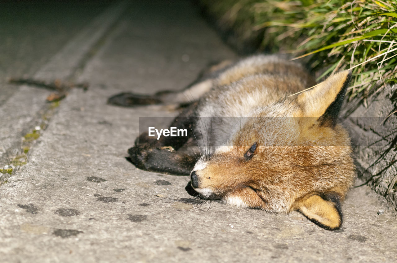 HIGH ANGLE VIEW OF RABBIT ON DIRT