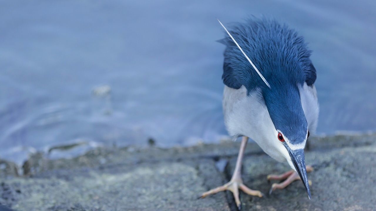 Close-up of bird by water