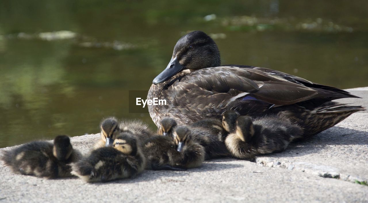 VIEW OF DUCKS ON LAKE