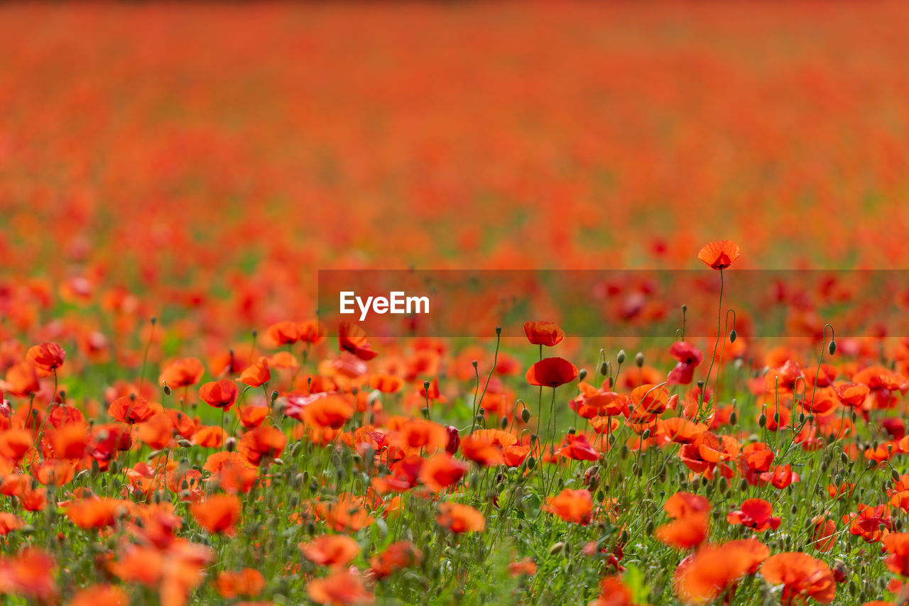 CLOSE-UP OF RED POPPY FLOWERS