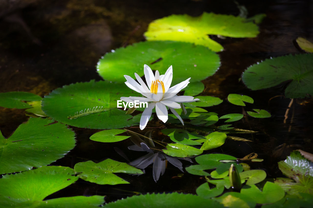 green, flower, flowering plant, plant, leaf, nature, water, plant part, water lily, pond, freshness, beauty in nature, floating, floating on water, lily, close-up, environment, aquatic plant, lotus water lily, macro photography, flower head, wildflower, no people, inflorescence, social issues, growth, petal, fragility, reflection, blossom, springtime, yellow, outdoors, botany, sunlight, environmental conservation, tranquility, summer, white, high angle view, water plant, wetland, wet