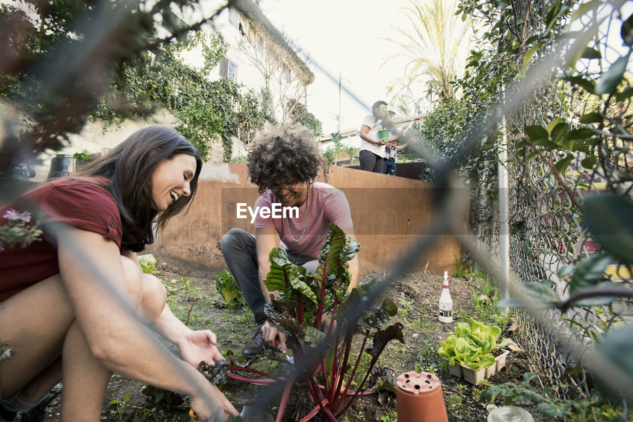 Cheerful friends working together in community garden