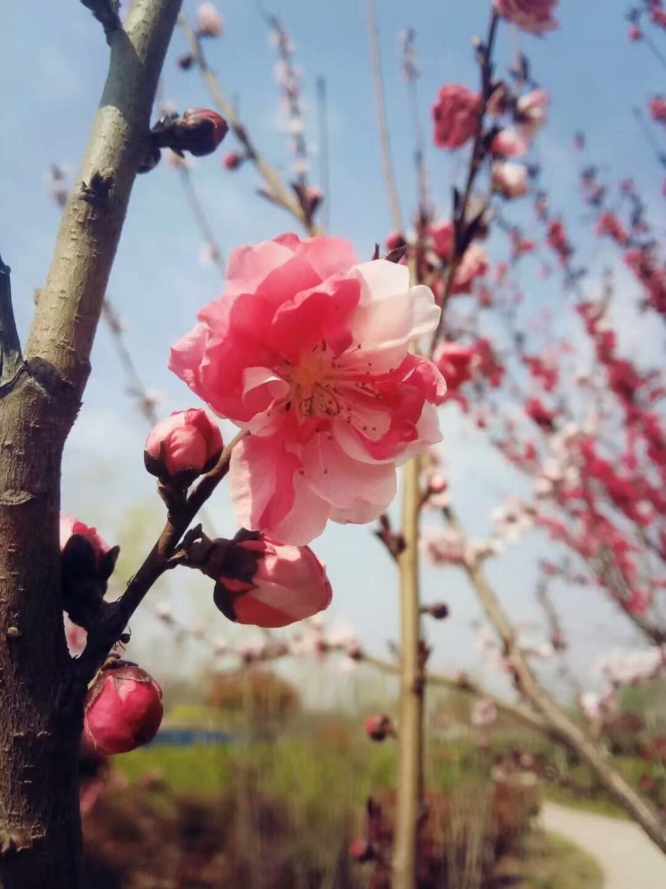 CLOSE-UP OF APPLE BLOSSOM